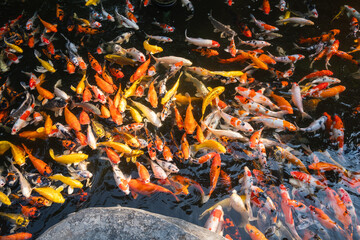 Vibrant koi fish swimming together tranquil pond nature scene close-up colorful ecosystem