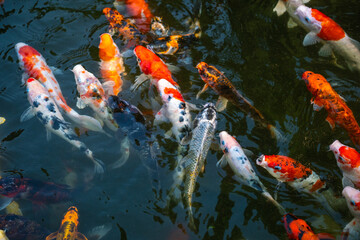 Vibrant koi fish swimming in tranquil pond nature scene underwater serene environment
