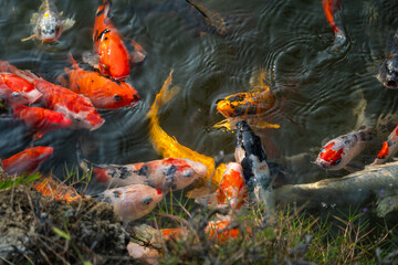 Vibrant koi fish in a tranquil pond close-up of aquatic beauty in a peaceful nature scene