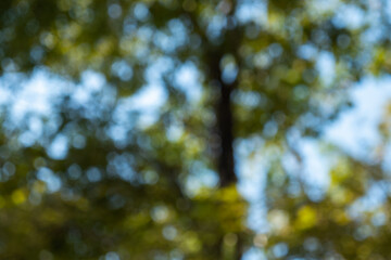 Nature's serenity a tranquil forest scene outdoors lush greenery close-up view