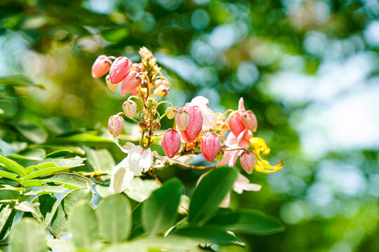 Vibrant pink and white Cassia javanica flowers bloom on a tree branch under natural daylight, showcasing tropical flora and natural beauty outdoors.