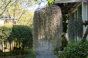 Hanging spanish moss display garden setting nature serene environment close-up view