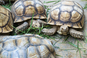 Tortoise feeding event at zoo close-up view nature calm environment