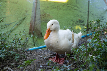 A playful duck foraging in a lush wetland outdoor scene nature close-up