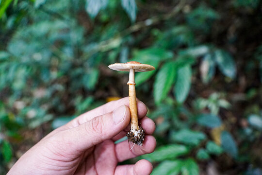 A person's hand carefully holds a small, light brown mushroom with visible roots and soil, against a blurred background of green forest foliage during daytime.