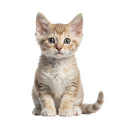 Obraz premium Fluffy Ginger Kitten Sitting on Black Background feline animal