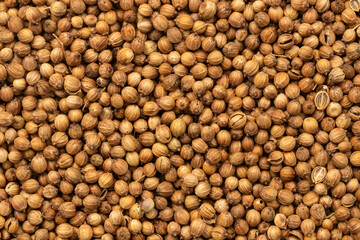 Pile of coriander seeds for background and texture. Top view