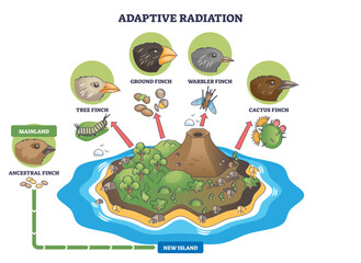 Adaptive radiation brief outline shows finches diversifying on a new island, beaks, island habitat, and arrows depict niche evolution, transparent background.