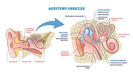 Auditory ossicles brief diagram shows the middle ear sound pathway, malleus, incus, and stapes amplify vibrations from eardrum to cochlea, transparent background.