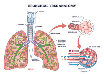 Bronchial tree anatomy maps airways from trachea and bronchi to bronchioles and alveoli, explaining lung gas exchange, key objects, lungs, bronchi, alveoli, transparent background.