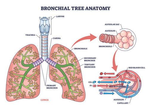 Bronchial tree anatomy maps airways from trachea and bronchi to bronchioles and alveoli, explaining lung gas exchange, key objects, lungs, bronchi, alveoli, transparent background.