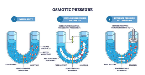 Osmotic pressure outline shows solvent moving across a semipermeable membrane in a U-tube toward solute molecules, equilibrium and applied pressure illustrated, transparent background. © VectorMine