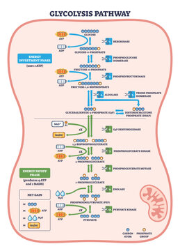 Glycolysis pathway visualized as a brief flow from glucose to pyruvate, highlighting ATP use and NADH gain with stepwise enzymes, transparent background. Key objects, glucose, ATP, pyruvate.