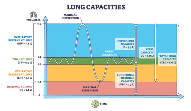 Lung capacities diagram outline visualizes breathing volumes over time, graph, volume scale, waveform show tidal, vital and total measures, transparent background.