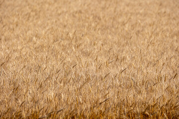 背景素材　小麦畑