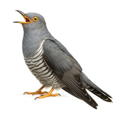 Fototapeta premium Cuckoo bird calling with open beak and yellow eye, gray feathers with striped belly, standing on white background with alert expression
