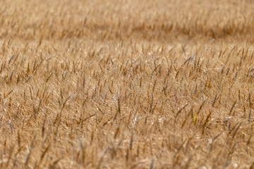 穀物素材　小麦