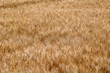 背景素材　小麦畑