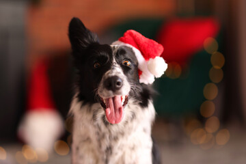 Cute dog in Santa hat at home. Christmas atmosphere