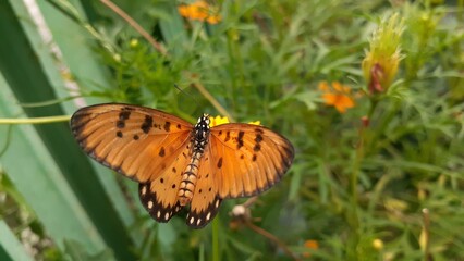 A Tawny Coster butterfly (Acraea terpsicore) perched on a Cosmos sulphureus flower. A tawny butterfly sucks flower nectar. The concept of mutualism symbiosis.