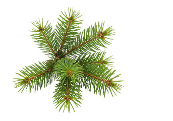 Naklejka premium A close-up photograph showcasing a small, isolated cluster of evergreen fir branches