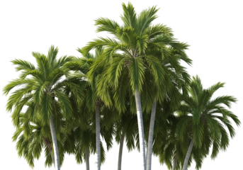 A cluster of palm trees, presented against a white background