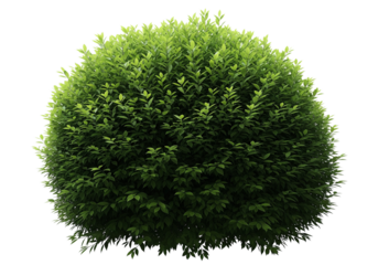 A dense, healthy-looking green shrub is centrally positioned against a white background