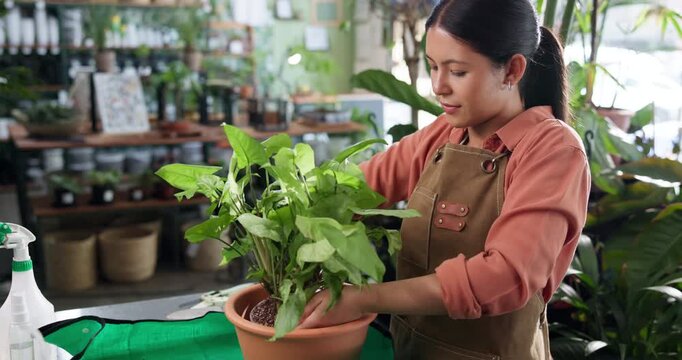 Woman, florist and pot plant at store with smile, job and resize for root growth at sustainable startup. Person, botanist and small business with eco friendly, product or inventory management at shop