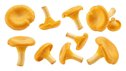 Fresh golden chanterelle mushrooms photographed on transparent background, showing caps, stems and ridged undersides in multiple top and side views