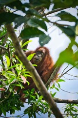 Sumatran Orangutan in Tropical Rainforest