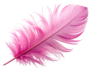  pink feather isolated on white or transparent png