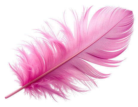  pink feather isolated on white or transparent png