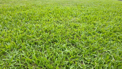 The lawn is covered in lush green Malaysian Grass and Tropical Carpet Grass. Axonopus compressus has large, broad, dark green, glossy leaves with pointed tips, wavy edges, soft hairs on upper surface.