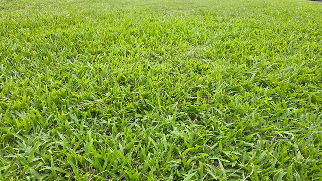 The lawn is covered in lush green Malaysian Grass and Tropical Carpet Grass. Axonopus compressus has large, broad, dark green, glossy leaves with pointed tips, wavy edges, soft hairs on upper surface.