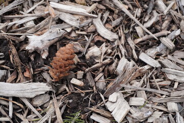 close up of pine cones