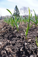 Small garlic sprout growing in spring