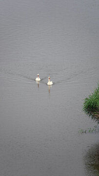 Deux cignes nageants sur le bord d'un canal