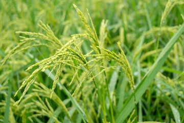 Close-up of rice plants in Toraja, Sulawesi, Indonesia
