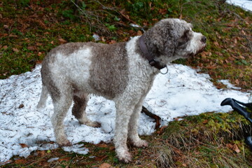 Portrait eines Lagotto Romagnolo Hundes