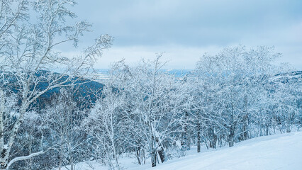 A fantastically beautiful landscape of a winter forest covered with frost and snow in the tones of the Color of the Year 2026 cloud dancer. winter wonderland