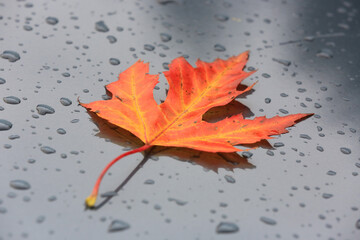 autumn maple leaf on wet surface