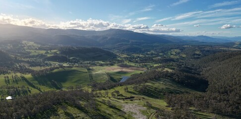 Naklejka premium livestock in a meadow, sustainable carbon neutral farming being practiced. regenerative raised cows in a field. agricultural technology innovation.