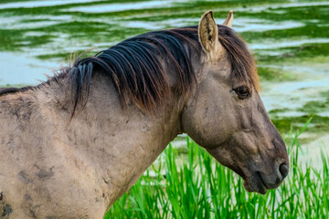 Obraz premium Close-up horse profile with mane, contemplative equine gaze showcasing textured coat and calm expression, reed-bordered river
