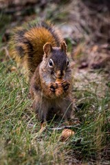 An American red squirrel is eating pinecones