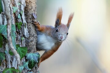 A red squirrel sticking its body out