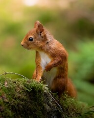 A little squirrel with warm brownish-red fur