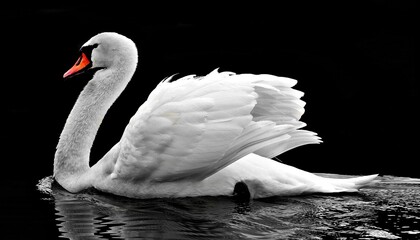 A white swan against a black background