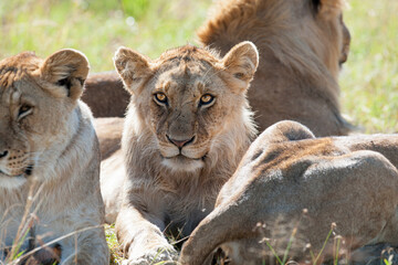 Lion in the Savannah of Africa