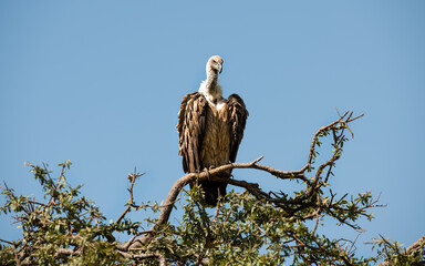 vulture on a branch