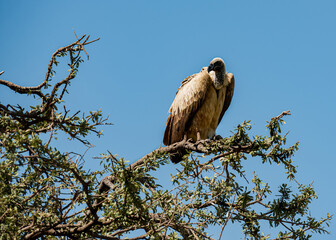 vulture on a branch
